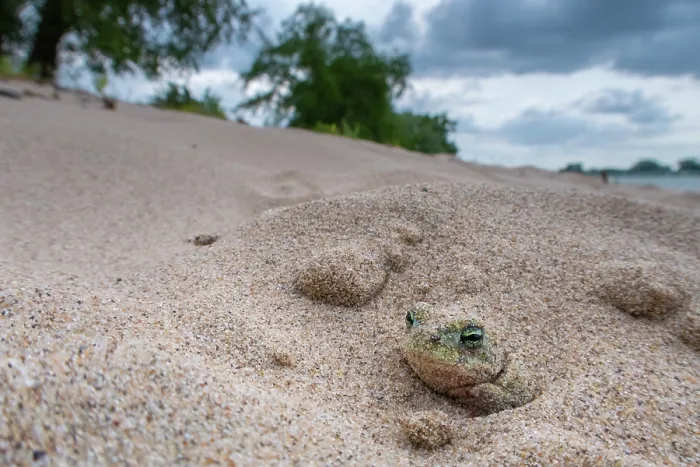 Framed Print : Natterjack toad (Epidalea calamita) buried in sand during the day, Millingerwaard, The Netherlands. May