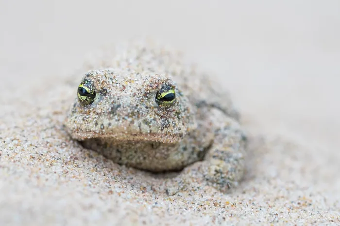 Framed Print : Natterjack toad (Epidalea calamita) buried in sand during the day, Millingerwaard, The Netherlands. May Framed Print : Natterjack toad (Epidalea calamita) buried in sand during the day, Millingerwaard, The Netherlands. May
