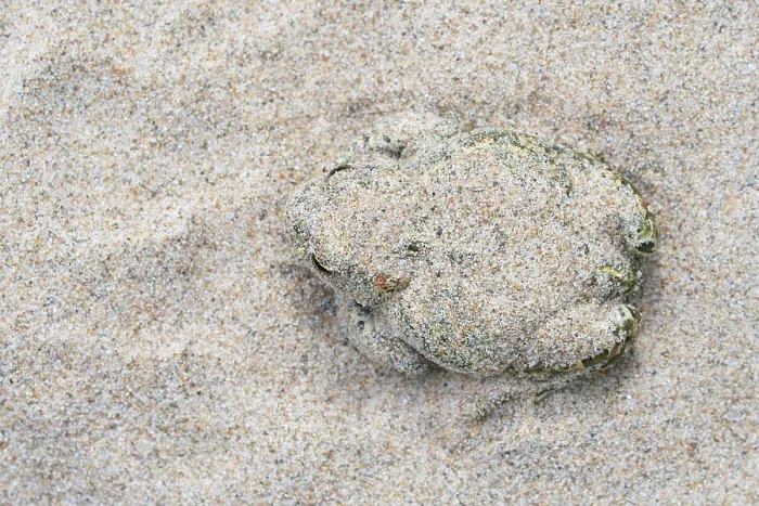Framed Print : Natterjack toad (Epidalea calamita) buried in sand during the day, Millingerwaard, The Netherlands. May Framed Print : Natterjack toad (Epidalea calamita) buried in sand during the day, Millingerwaard, The Netherlands. May