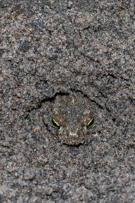 Framed Print : Natterjack toad (Epidalea calamita) buried in sand to stay cool during the day, Millingerwaard, The Netherlands. July Framed Print : Natterjack toad (Epidalea calamita) buried in sand to stay cool during the day, Millingerwaard, The Netherlands. July