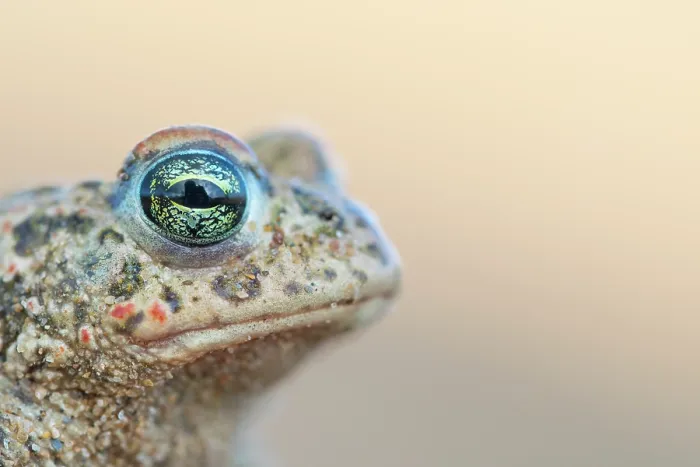 Framed Print : Natterjack toad (Epidalea calamita) head portrait, Millingerwaard, The Netherlands. April Framed Print : Natterjack toad (Epidalea calamita) head portrait, Millingerwaard, The Netherlands. April