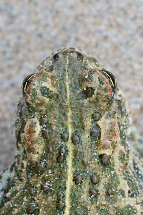 Framed Print : Natterjack toad (Epidalea calamita) head portrait, close up of skin showing poison glands and vertebral stripe, Millingerwaard, The Netherlands. May