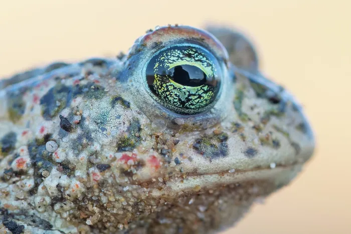 Framed Print : Natterjack toad (Epidalea calamita) head portrait, Millingerwaard, The Netherlands. April