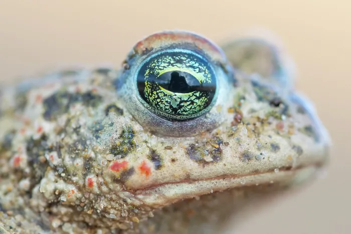 Framed Print : Natterjack toad (Epidalea calamita) head portrait, Millingerwaard, The Netherlands. April Framed Print : Natterjack toad (Epidalea calamita) head portrait, Millingerwaard, The Netherlands. April