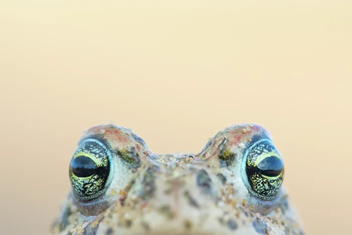 Framed Print : Natterjack toad (Epidalea calamita) head portrait, Millingerwaard, The Netherlands. April Framed Print : Natterjack toad (Epidalea calamita) head portrait, Millingerwaard, The Netherlands. April