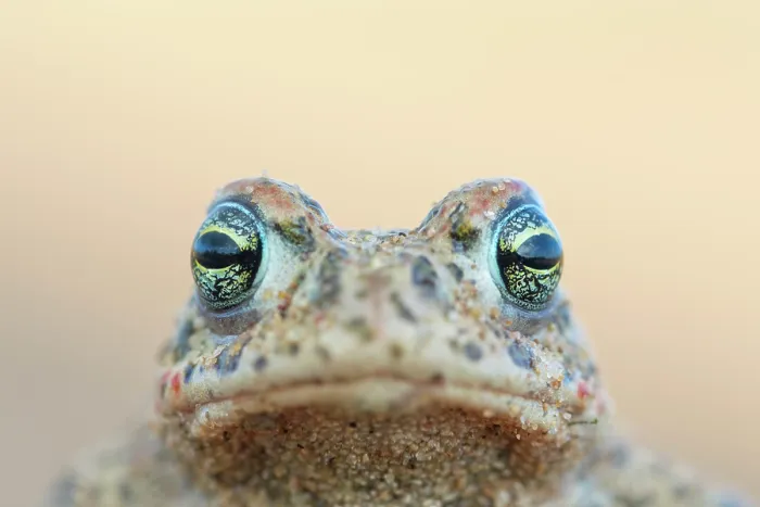 Framed Print : Natterjack toad (Epidalea calamita) head portrait, Millingerwaard, The Netherlands. April