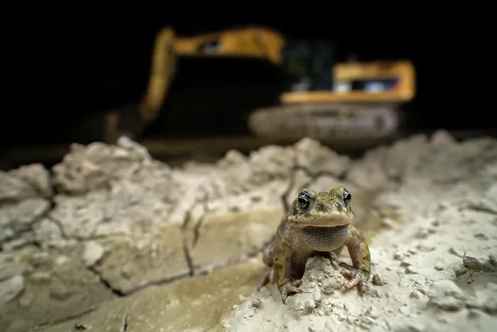 Framed Print : Natterjack toad (Epidalea calamita) male, calling in a quarry at night with an excavator in the background, Thurgau, Switzerland. July Framed Print : Natterjack toad (Epidalea calamita) male, calling in a quarry at night with an excavator in the background, Thurgau, Switzerland. July