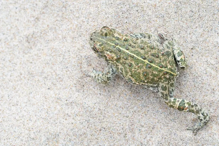 Framed Print : Natterjack toad (Epidalea calamita) moving over sand, Millingerwaard, The Netherlands. May Framed Print : Natterjack toad (Epidalea calamita) moving over sand, Millingerwaard, The Netherlands. May