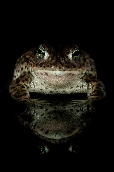 Framed Print : Natterjack toad (Epidalea calamita) at night, portrait, Millingerwaard, The Netherlands. April Framed Print : Natterjack toad (Epidalea calamita) at night, portrait, Millingerwaard, The Netherlands. April