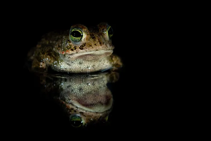 Framed Print : Natterjack toad (Epidalea calamita) at night, portrait, Millingerwaard, The Netherlands. April Framed Print : Natterjack toad (Epidalea calamita) at night, portrait, Millingerwaard, The Netherlands. April
