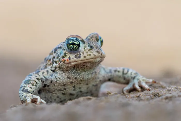Framed Print : Natterjack toad (Epidalea calamita) portrait, Millingerwaard, The Netherlands. April Framed Print : Natterjack toad (Epidalea calamita) portrait, Millingerwaard, The Netherlands. April