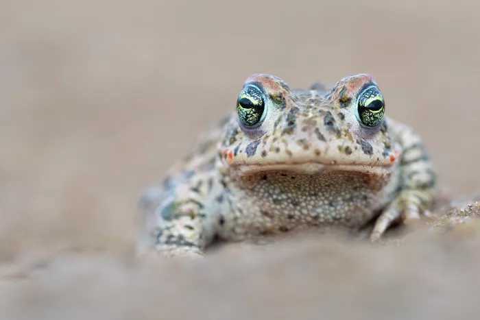 Framed Print : Natterjack toad (Epidalea calamita) portrait, Millingerwaard, The Netherlands. April Framed Print : Natterjack toad (Epidalea calamita) portrait, Millingerwaard, The Netherlands. April