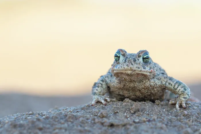 Framed Print : Natterjack toad (Epidalea calamita) portrait, Millingerwaard, The Netherlands. April Framed Print : Natterjack toad (Epidalea calamita) portrait, Millingerwaard, The Netherlands. April