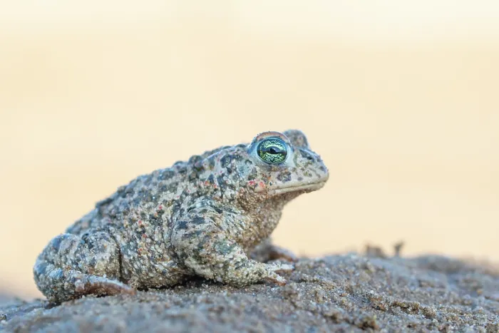 Framed Print : Natterjack toad (Epidalea calamita) portrait, Millingerwaard, The Netherlands. April Framed Print : Natterjack toad (Epidalea calamita) portrait, Millingerwaard, The Netherlands. April
