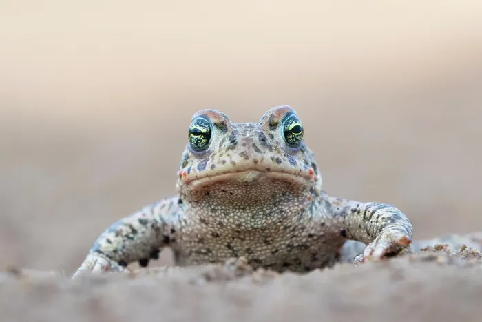 Framed Print : Natterjack toad (Epidalea calamita) portrait, Millingerwaard, The Netherlands. April Framed Print : Natterjack toad (Epidalea calamita) portrait, Millingerwaard, The Netherlands. April
