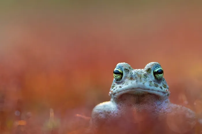 Framed Print : Natterjack toad (Epidalea calamita) portrait, Nijmegen, The Netherlands. May Framed Print : Natterjack toad (Epidalea calamita) portrait, Nijmegen, The Netherlands. May