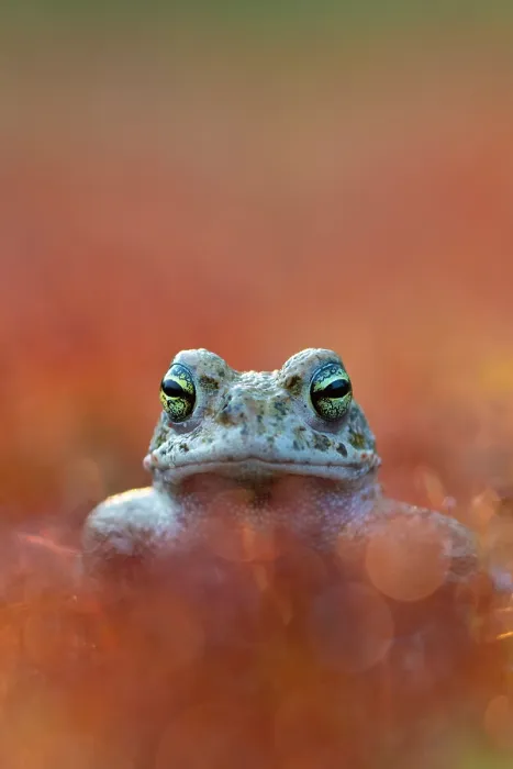 Framed Print : Natterjack toad (Epidalea calamita) portrait, Nijmegen, The Netherlands. May Framed Print : Natterjack toad (Epidalea calamita) portrait, Nijmegen, The Netherlands. May