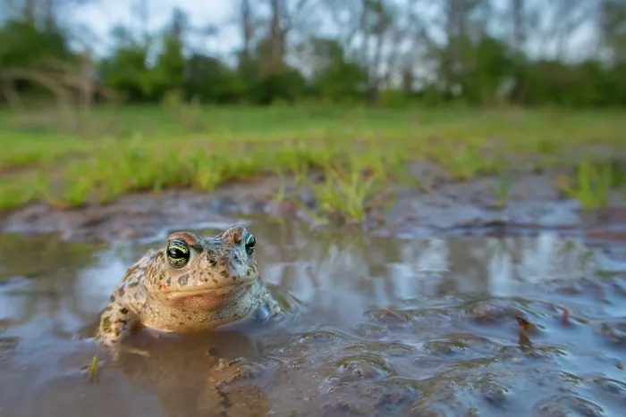 Framed Print : Natterjack toad (Epidalea calamita) resting in shallow, muddy water, Millingerwaard, The Netherlands. March Framed Print : Natterjack toad (Epidalea calamita) resting in shallow, muddy water, Millingerwaard, The Netherlands. March
