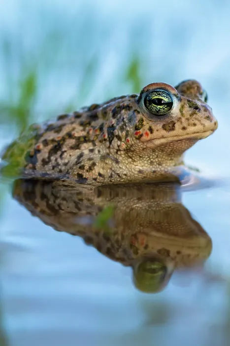 Framed Print : Natterjack toad (Epidalea calamita) resting in shallow water, Millingerwaard, The Netherlands. March Framed Print : Natterjack toad (Epidalea calamita) resting in shallow water, Millingerwaard, The Netherlands. March