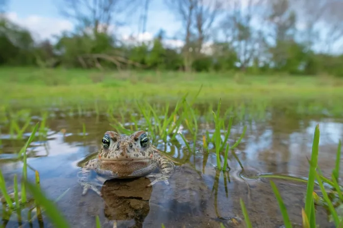 Framed Print : Natterjack toad (Epidalea calamita) submerged in shallow water, Millingerwaard, The Netherlands. March Framed Print : Natterjack toad (Epidalea calamita) submerged in shallow water, Millingerwaard, The Netherlands. March