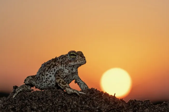 Framed Print : Natterjack toad (Epidalea calamita) at sunset, portrait, Nijmegen The Netherlands. April Framed Print : Natterjack toad (Epidalea calamita) at sunset, portrait, Nijmegen The Netherlands. April