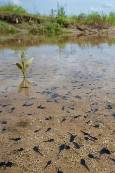 Framed Print : Natterjack toad (Epidalea calamita) tadpoles in shallow water, Millingerwaard, The Netherlands. May Framed Print : Natterjack toad (Epidalea calamita) tadpoles in shallow water, Millingerwaard, The Netherlands. May