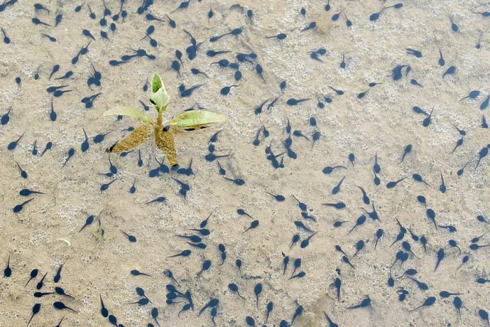 Framed Print : Natterjack toad (Epidalea calamita) tadpoles in shallow water, Millingerwaard, The Netherlands. May Framed Print : Natterjack toad (Epidalea calamita) tadpoles in shallow water, Millingerwaard, The Netherlands. May