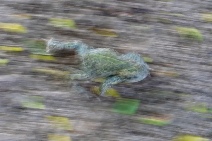 Framed Print : Natterjack toad (Epidalea calamita) walking, Millingerwaard, The Netherlands. May Framed Print : Natterjack toad (Epidalea calamita) walking, Millingerwaard, The Netherlands. May