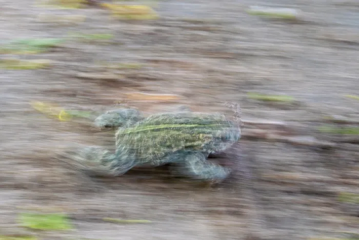 Framed Print : Natterjack toad (Epidalea calamita) walking, Millingerwaard, The Netherlands. May Framed Print : Natterjack toad (Epidalea calamita) walking, Millingerwaard, The Netherlands. May