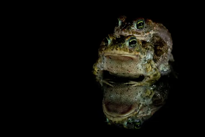 Framed Print : Natterjack toads (Epidalea calamita) pair in amplexus at night, Nijmegen, The Netherlands. May Framed Print : Natterjack toads (Epidalea calamita) pair in amplexus at night, Nijmegen, The Netherlands. May