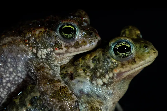 Framed Print : Natterjack toads (Epidalea calamita) pair in amplexus at night, Nijmegen, The Netherlands. May Framed Print : Natterjack toads (Epidalea calamita) pair in amplexus at night, Nijmegen, The Netherlands. May