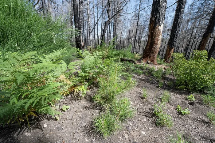 Framed Print : Natural regrowth of Calabrian pine (Pinus nigra laricio var. Calabrica) after forest fire in July 2023, Sila National Park, Calabria, Italy. June, 2024 Framed Print : Natural regrowth of Calabrian pine (Pinus nigra laricio var. Calabrica) after forest fire in July 2023, Sila National Park, Calabria, Italy. June, 2024