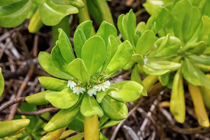 Framed Print : Naupaka kahakai (Scaevola taccada) in flower, Hawaii. In Hawaiian legends, Naupaka are a symbol of lovers torn apart and never reunited Framed Print : Naupaka kahakai (Scaevola taccada) in flower, Hawaii. In Hawaiian legends, Naupaka are a symbol of lovers torn apart and never reunited