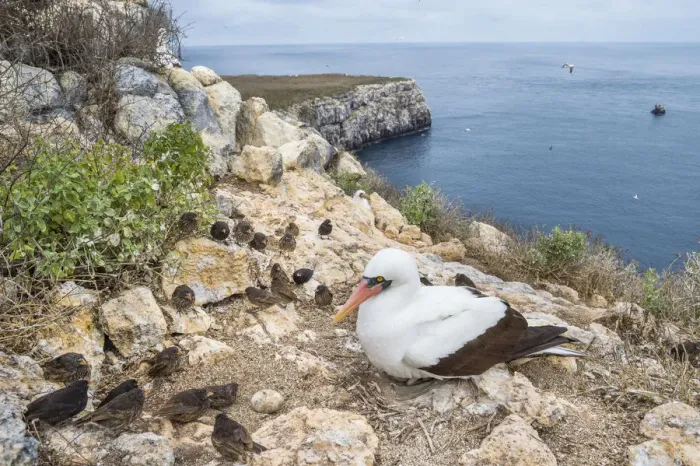 Framed Print : Nazca booby (Sula granti) on coast, with Vampire ground finches (Geospiza septentrionalis Framed Print : Nazca booby (Sula granti) on coast, with Vampire ground finches (Geospiza septentrionalis
