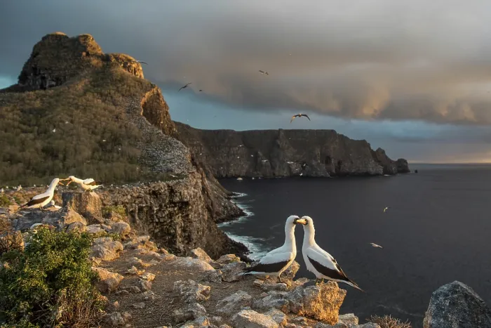 Framed Print : Nazca booby (Sula granti) colony perched on cliff top, Wolf Island, Galapagos Islands Framed Print : Nazca booby (Sula granti) colony perched on cliff top, Wolf Island, Galapagos Islands