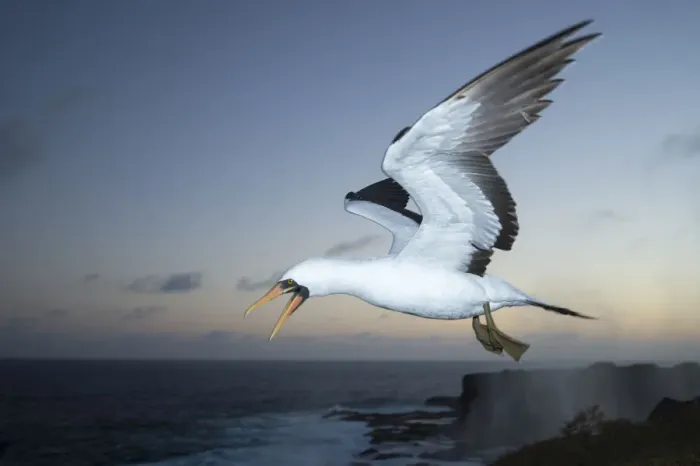 Framed Print : Nazca booby (Sula granti) in flight at dusk. Punta Suarez, Espanola Island, Galapagos Framed Print : Nazca booby (Sula granti) in flight at dusk. Punta Suarez, Espanola Island, Galapagos