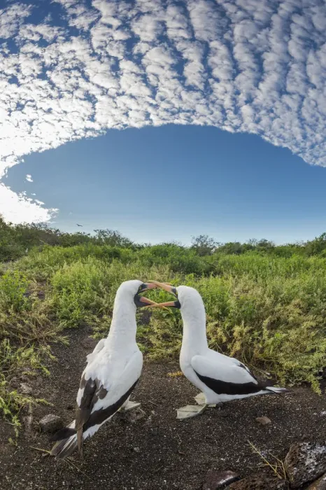 Framed Print : Nazca booby (Sula granti), pair billing. Genovesa Island, Galapagos. May 2015