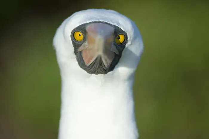 Framed Print : Nazca booby (Sula granti) portrait, Galapagos, Ecuador Framed Print : Nazca booby (Sula granti) portrait, Galapagos, Ecuador