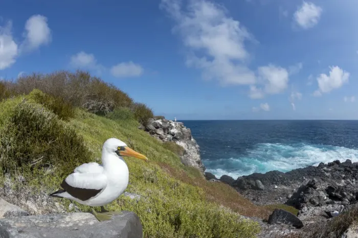Framed Print : Nazca booby (Sula granti) standing on rock at coast. Punta Suarez, Espanola Island, Galapagos