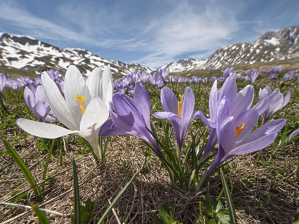 Neapolitan crocus (Crocus neapolitanus) in bloom after the snow melt, high in the Apennines, Campo Imperatore, Abruzzo, Italy. May