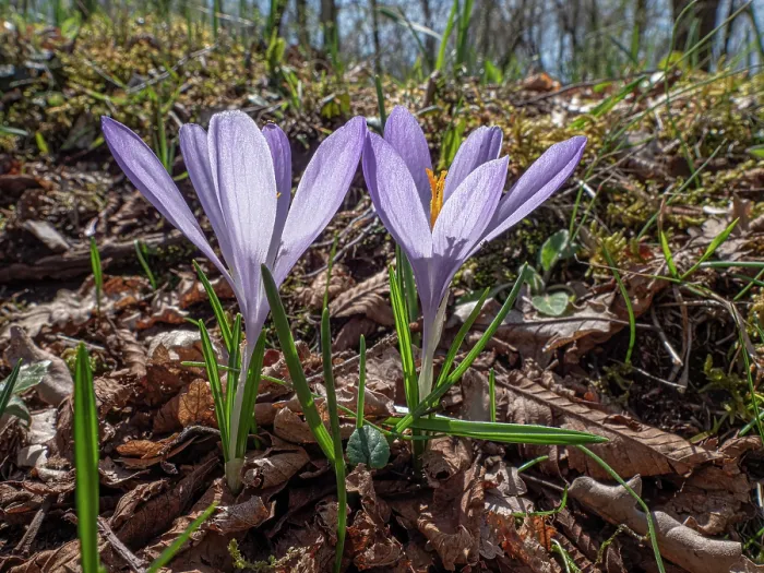 Framed Print : Neapolitan crocus (Crocus neapolitanus) in flower in woodland, Bosco Quarto, Gargano, Puglia, Italy. April Framed Print : Neapolitan crocus (Crocus neapolitanus) in flower in woodland, Bosco Quarto, Gargano, Puglia, Italy. April