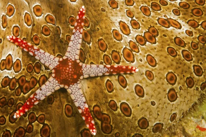 Framed Print : Necklace seastar (Fromia monilis) on Sea cucumber (Bohadaschia argus) Yap, Micronesia Framed Print : Necklace seastar (Fromia monilis) on Sea cucumber (Bohadaschia argus) Yap, Micronesia