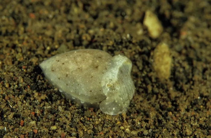 Framed Print : Needle cuttlefish (Sepia aculeata) newly hatched, resting in the sand, Bali, Indonesia, Pacific Ocean Framed Print : Needle cuttlefish (Sepia aculeata) newly hatched, resting in the sand, Bali, Indonesia, Pacific Ocean