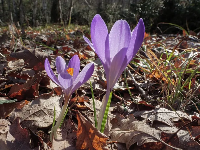 Framed Print : Neglected crocus (Crocus neglectus) in flower in woodland, nr. Villa Cahen, Mt Rufeno, Orvieto, Italy. February Framed Print : Neglected crocus (Crocus neglectus) in flower in woodland, nr. Villa Cahen, Mt Rufeno, Orvieto, Italy. February