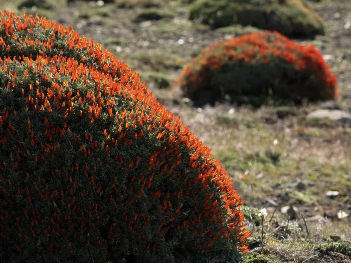 Framed Print : Neneo Macho / Scarlet gorse of Patagonia (Anarthrophyllum desideratum) in flower, private estancia outside of Torres del Paine National Park, Patagonia, Chile Framed Print : Neneo Macho / Scarlet gorse of Patagonia (Anarthrophyllum desideratum) in flower, private estancia outside of Torres del Paine National Park, Patagonia, Chile