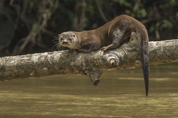Neotropical river otter (Lontra longicaudis) resting on a log along the Indian River