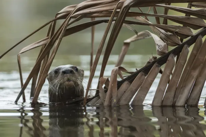 Framed Print : Neotropical river otter (Lontra longicaudis) in water, Nicoya Peninsula, Costa Rica, March 2015 Framed Print : Neotropical river otter (Lontra longicaudis) in water, Nicoya Peninsula, Costa Rica, March 2015