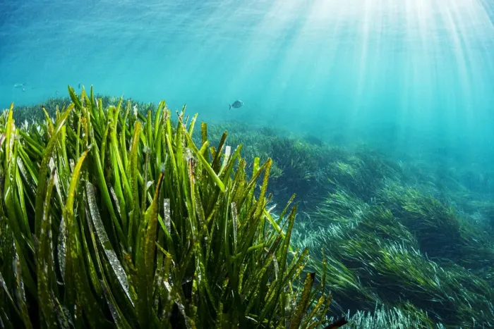Framed Print : Neptune seagrass (Posidonia oceanica) bed, sun rays shining through water Framed Print : Neptune seagrass (Posidonia oceanica) bed, sun rays shining through water