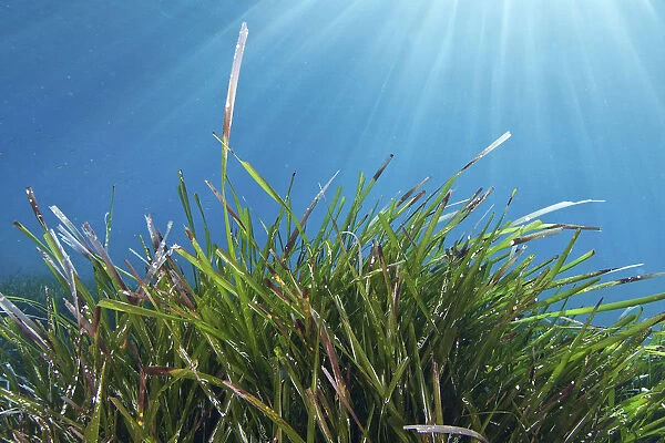 Neptune seagrass (Posidonia oceanica) meadow, Samaria National Park, Chania, Crete