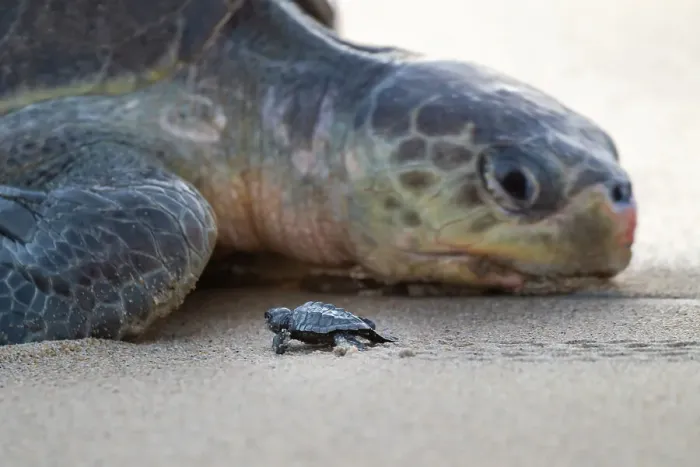 Framed Print : Nesting female Olive ridley turtle (Lepidochelys olivacea) passing new hatchling. Playa Escobilla Sanctuary, Oaxaca, Mexico